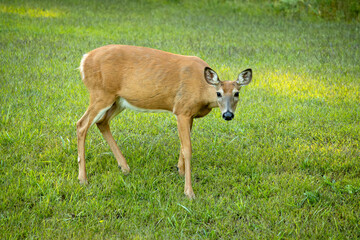 A white-tailed doe standing cautiously in a meadow