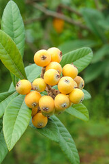 Handpicked Loquat Fruits on Tree Branch in Miyi Panzhihua China Alpine Region