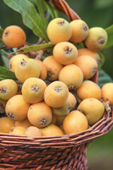Fresh Loquat Fruits in Wicker Basket Ready for Picking - Organic Mountain Harvest