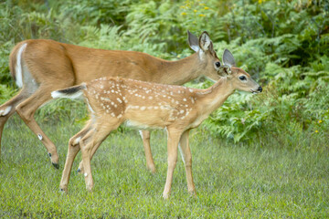 A white-tailed doe and her fawn
