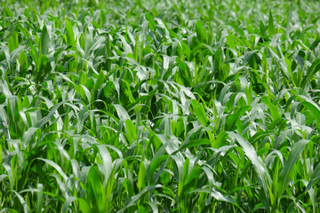 Obraz premium Green pattern and texture background of corn leaves in the field. Agricultural industry concept. For graphic design, 3D rendering and banner background