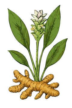 Curcuma longa (kunyit)