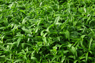 Green pattern and texture background of bunch of kale leaves in the field. Agricultural industry concept. For graphic design, 3D rendering and banner background