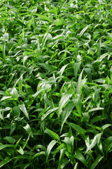 Fototapeta premium Vertical background, green pattern and texture, bunch of kale leaves in the field. Agricultural industry concept. For graphic design, 3D rendering and banner background