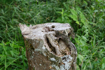 Obraz premium Weathered, textured tree stump with intricate details and mossy patches stands against a blurred green natural background, evoking a sense of rustic nature and organic beauty.