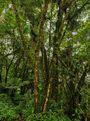 The view of dense trees covered with thick moss in the highland forest area, the green leaves and branches covered in green moss add to the mysterious impression of the forest.