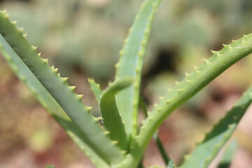 Aloes drzewiasty Aloe arborescens © Perovskia