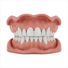 Realistic Dental Model of Human Upper and Lower Jaw with Teeth - Vector Human Teeth
