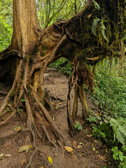 A fairly ancient tree with a unique shape and long roots emerges from the surface along one of Mount Kembang's iconic hiking trails. This ancient tree boasts numerous, uniquely shaped branches.