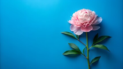 Fototapeta premium Delicate pink peony flower centered against a vibrant blue background with negative space