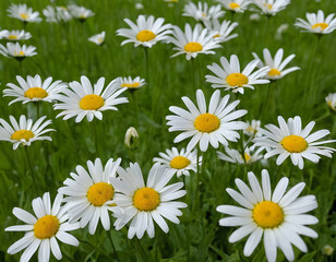 Obraz premium Bright White Daisies Blooming in Lush Green Field