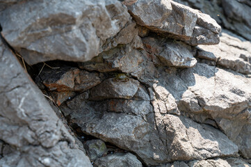 A crab between grey rocks