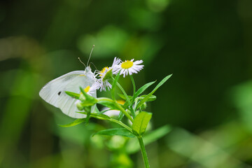 モンシロチョウ