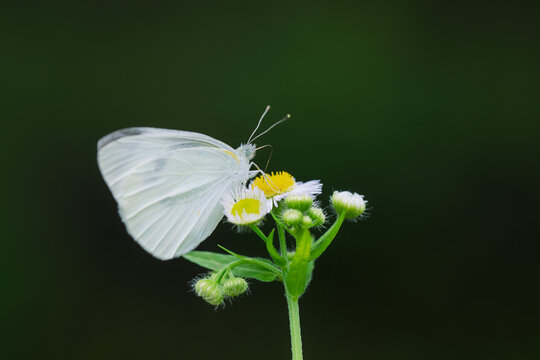 紋白蝶」の写真素材 | 205,914件の無料イラスト画像 | Adobe Stock