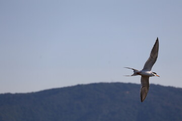 Forster's tern flying in the sky