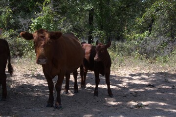 cow and calf in a field
