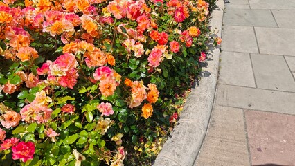 Clusters of vibrant roses in shades of orange, pink and yellow growing along a paved walkway. Colorful garden scene symbolizing beauty, romance and summer abundance