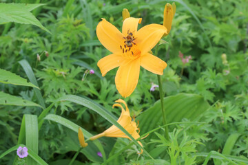 白馬・小遠見山の風景。ニッコウキスゲ