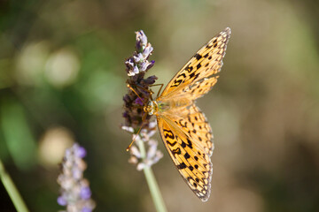 Orange butterfly on lavender blossoms collecting nectar, close-up of Argynnis species with detailed wings and natural summer meadow background
