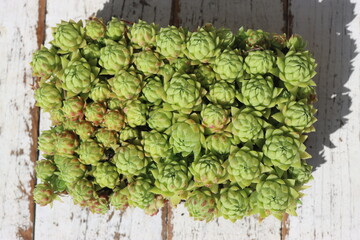 rojniczek sinoniebieski  © Perovskia