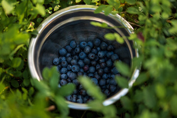 bilberries in a bowl