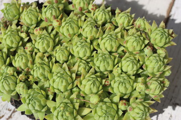 rojniczek sinoniebieski  © Perovskia