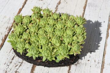 rojniczek sinoniebieski  © Perovskia