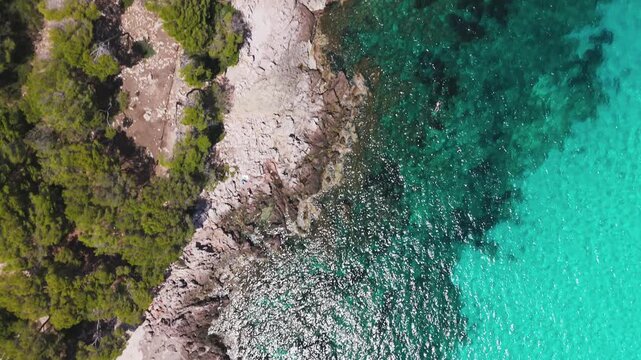 Aerial Top-Down Drone Shot Of Cala Agulla Beach Coastline With Green Forest And Clear Blue Sea In Mallorca, Spain.