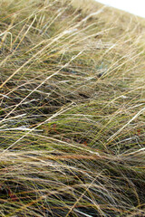 autumn mountain grass on a hill in close-up