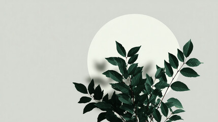 Minimalist Eucalyptus Branch with Shadow in Circle Frame