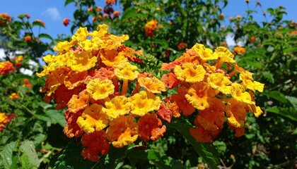 Sunlit Lantana Blossom Cluster in Vibrant Yellow and Orange