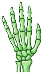 Fototapeta premium Illustration of a green skeleton hand with articulated fingers and wrist bones