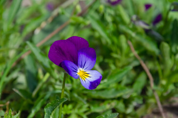 Beautiful blooming violet and yellow pansy flowers in green garden with natural sunlight. Closeup of colorful violet and yellow pansy flowers blooming in a lush green garden.
