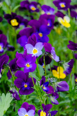 Beautiful blooming violet and yellow pansy flowers in green garden with natural sunlight. Closeup of colorful violet and yellow pansy flowers blooming in a lush green garden.