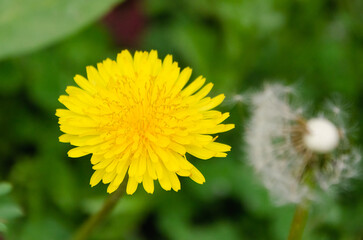 Bright yellow dandelion flower with soft blurred seed head on natural green background. Closeup of a vibrant yellow dandelion bloom with faded seed head against fresh green background.