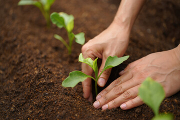 Planting seedlings in soil as hands carefully place a young plant in the ground for growth and cultivation