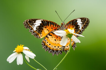 Leopard Lacewing - Cethosia cyane, beautiful orange and red butterfly from East Asian forests, Vietnam.