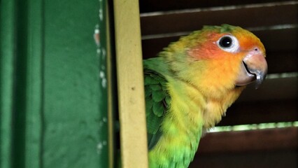 green and yellow parrot
