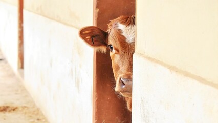portrait of a cow looking from behind a corner