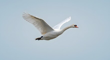 Obraz premium Majestic Swan in Flight: Graceful Wings Against Pale Sky