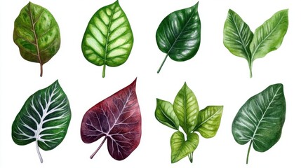 Natural watercolor leaves collection with soft detail and white backdrop