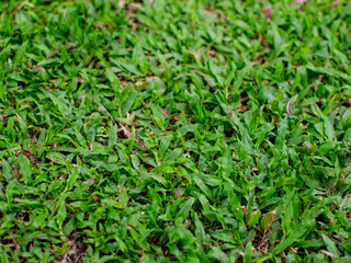 Beautiful lush green grass lawn texture background - perfect Malaysian grass field for nature backdrop and landscape design concepts.
