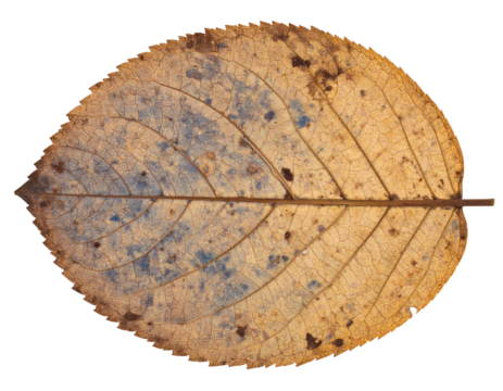 Vintage pressed red flower isolated on white background, beautiful decor - Powered by Adobe