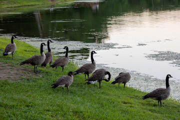 canadian geese on the lake