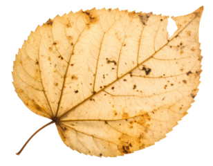 Pressed vintage brown leaf with detailed veins isolated on white background