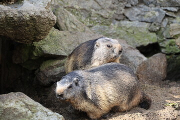 Marmot couple close-up, Switzerland