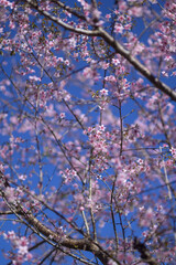 cherry tree blossom
