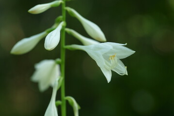 白いギボウシの花
