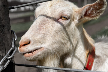 柵から顔を出すヤギ