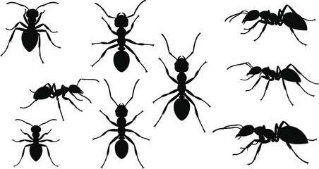 Silhouettes of ants in various poses on a white background insect insects